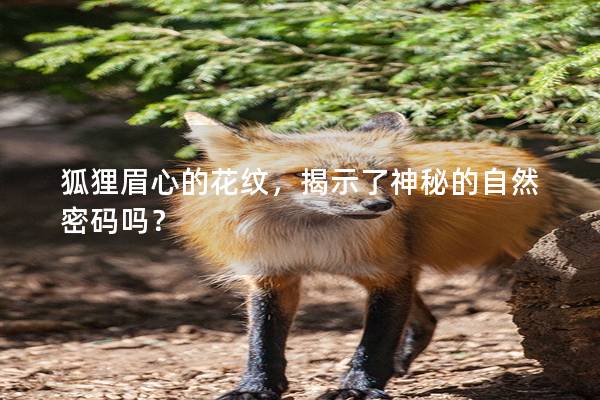 狐貍眉心的花紋，揭示了神秘的自然密碼嗎？